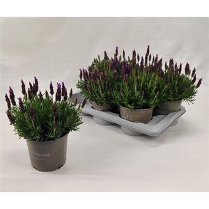 Lavandula Stoechas P17