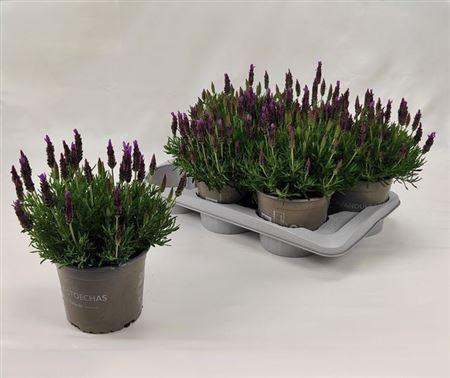 <h4>Lavandula Stoechas P17</h4>