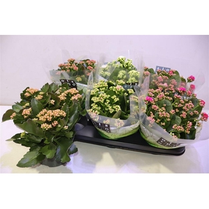 arr8 Kal Ge Gem 5 Kl