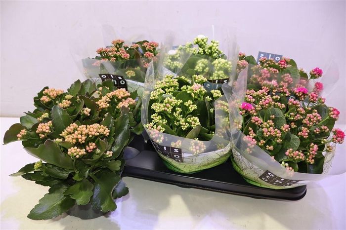 <h4>Kal Ge Gem 5 Kl</h4>