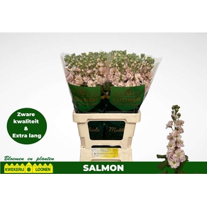 MATTH MILLA SALMON