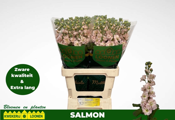 <h4>MATTH MILLA SALMON</h4>