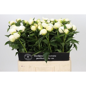 Paeonia Duchesse De Nemours