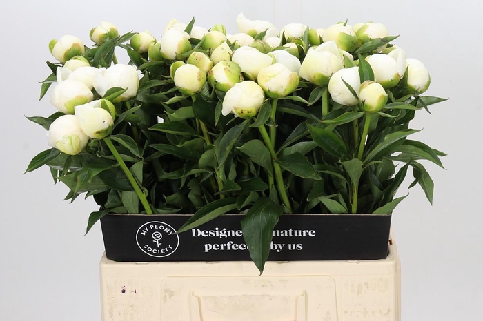 <h4>Paeonia Duchesse De Nemours</h4>