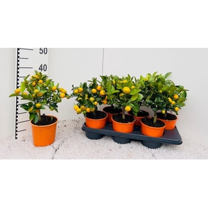 Citrus Calamondin medi-stem