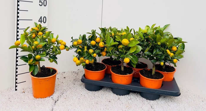 <h4>Citrus Calamondin medi-stem</h4>