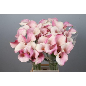 Zantedeschia blushing lady