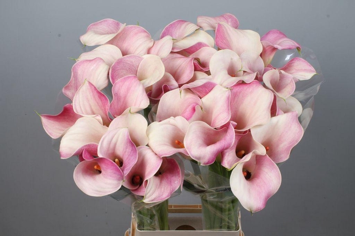 <h4>Zantedeschia blushing lady</h4>