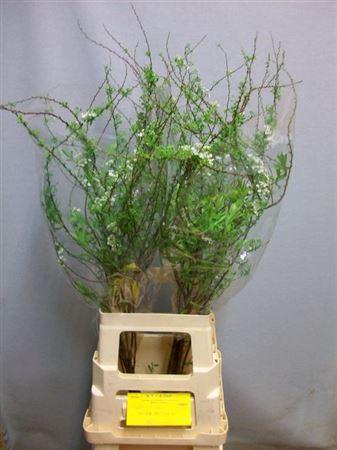 <h4>Spir C Grefsheim</h4>