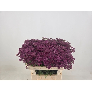 ACHIL M DEEP PURPLE