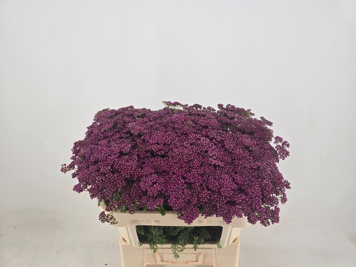 <h4>ACHIL M DEEP PURPLE</h4>
