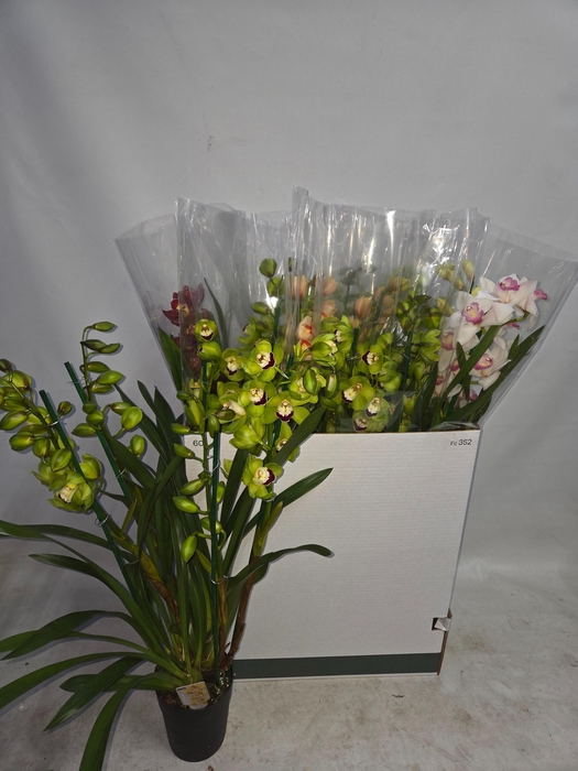 <h4>CYMB GEMENGD</h4>