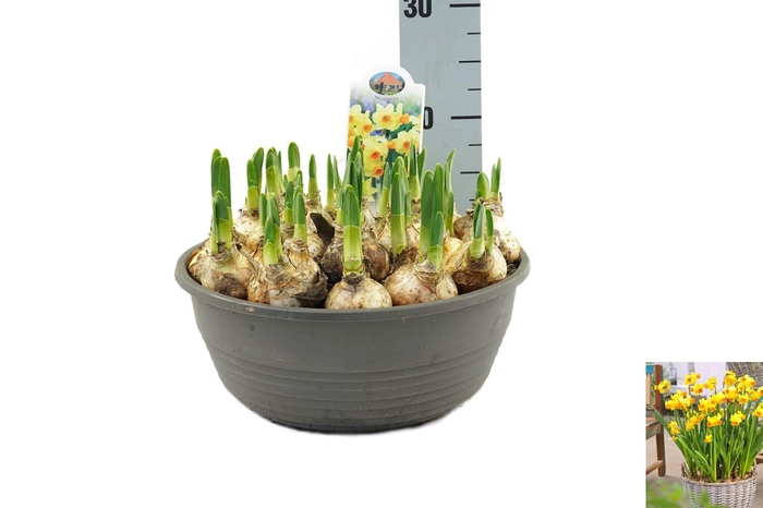 <h4>Narcissus   ...</h4>