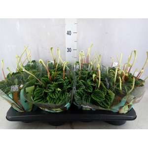 Peperomia caperata 'Lilian'