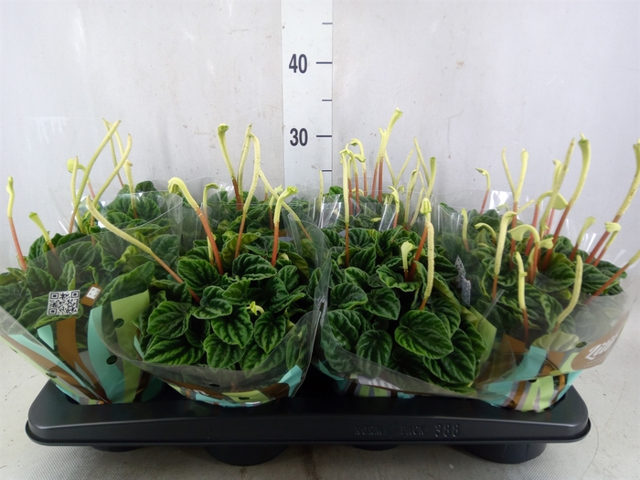 <h4>Peperomia caperata 'Lilian'</h4>