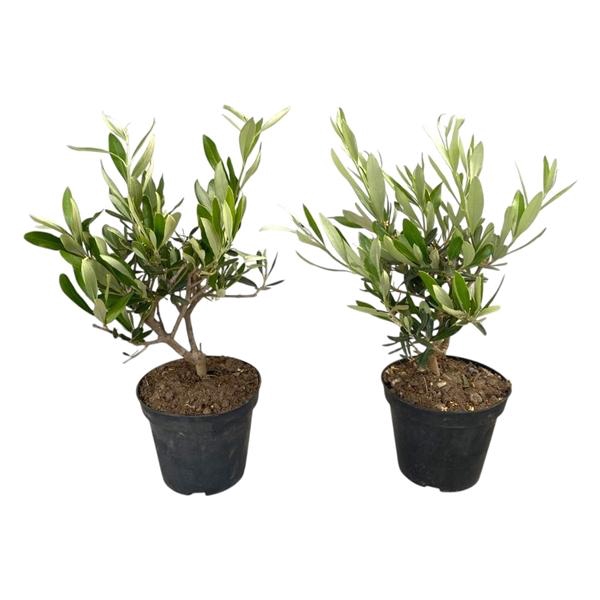 <h4>Olea europaea</h4>