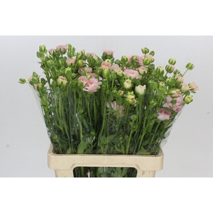 Ranunculus Magical Mascarpone