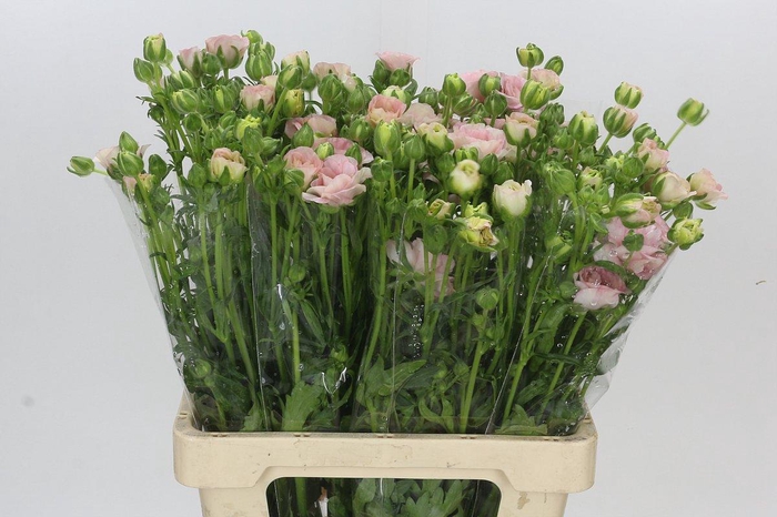 <h4>Ranunculus Magical Mascarpone</h4>