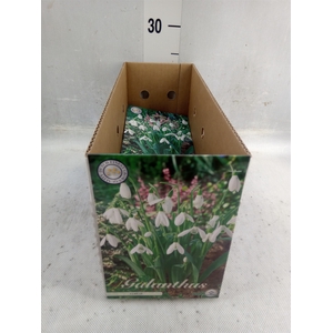 Flowerbulbs, corns or tubers   ...