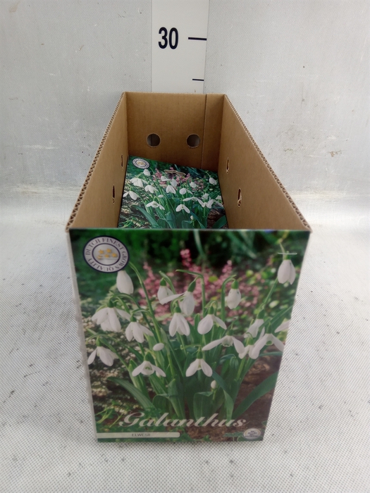 <h4>Flowerbulbs, corns or tubers   ...</h4>