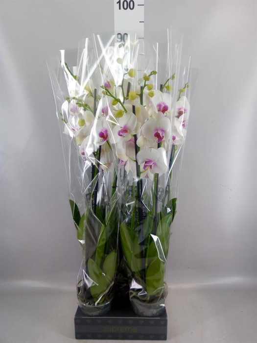 <h4>Phalaenopsis  'Red Lips'</h4>