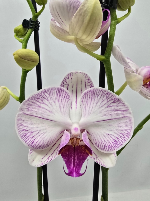 <h4>Limited 20 week 1</h4>