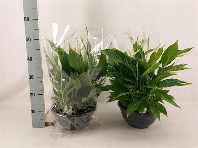 <h4>SPATH CHOPIN</h4>