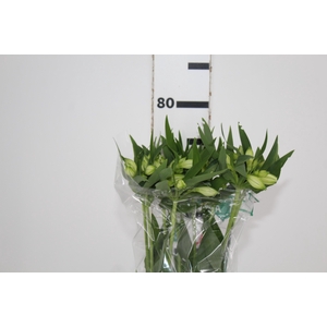 ALSTROEMERIA AKEMI 080 CM