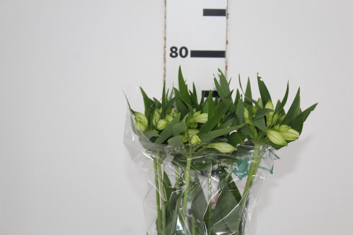<h4>ALSTROEMERIA AKEMI 080 CM</h4>