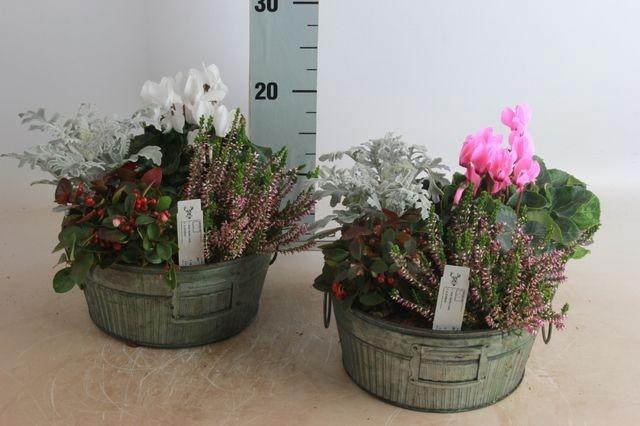 <h4>ARR GARDEN GREEN</h4>