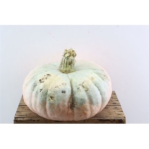 Sier Cuc P Halloween Extra Super