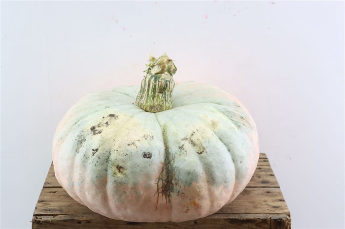 <h4>Sier Cuc P Halloween Extra Super</h4>