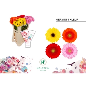 Germini Mix 4 kleuren Water