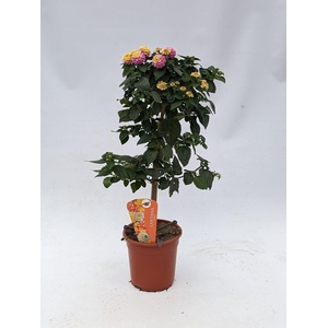 Lantana camara (op stam ) Roze