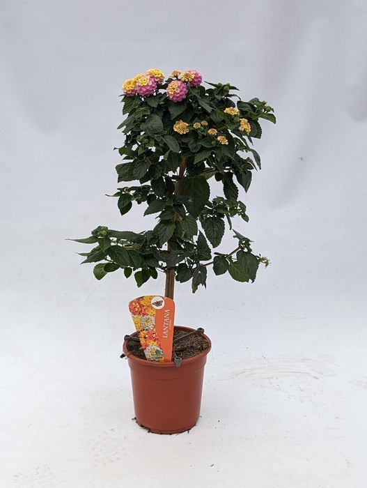 <h4>Lantana camara (op stam ) Roze</h4>