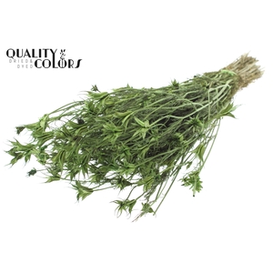 Nigella Oriëntalis per bunch Light Green