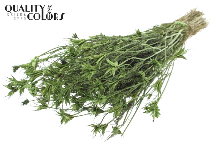 <h4>Nigella Oriëntalis per bunch Light Green</h4>
