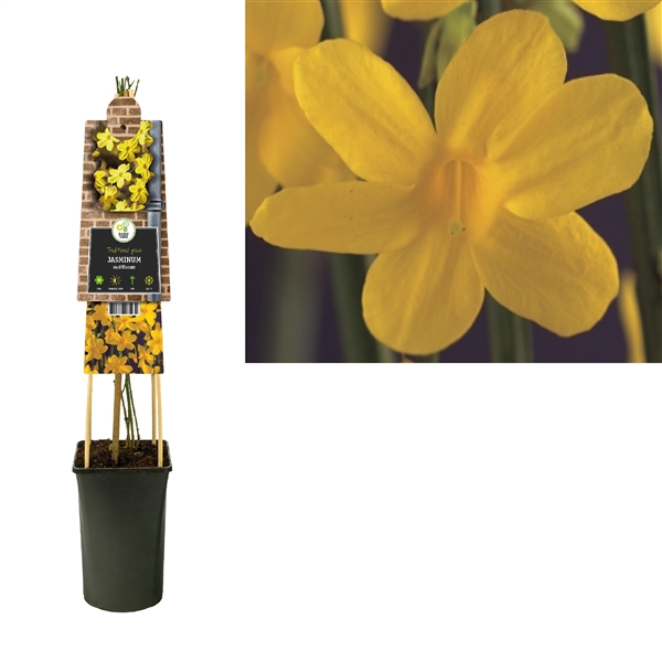 <h4>Jasminum nudiflorum 3.0 label</h4>