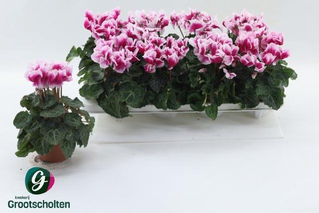 <h4>CYCL MD ABANICO</h4>