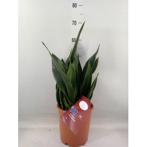 Sansevieria trifa.   ...