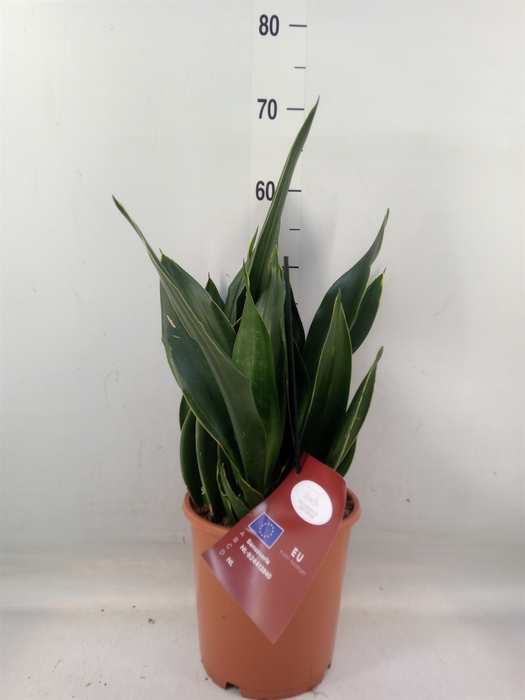 <h4>Sansevieria trifa.   ...</h4>