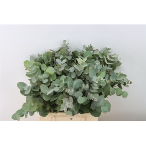 Euca Cinerea 45 Cm P Stem