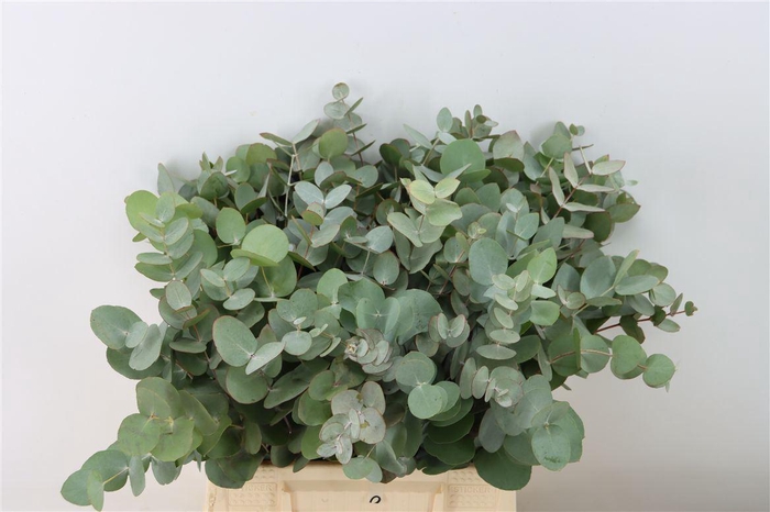 <h4>Euca Cinerea 45 Cm P Stem</h4>