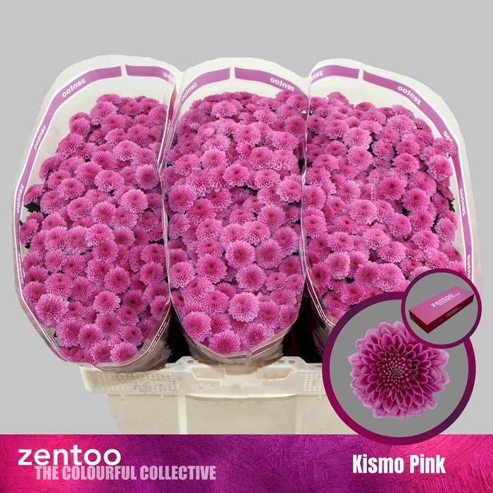 <h4>CHR S KISMO PINK</h4>