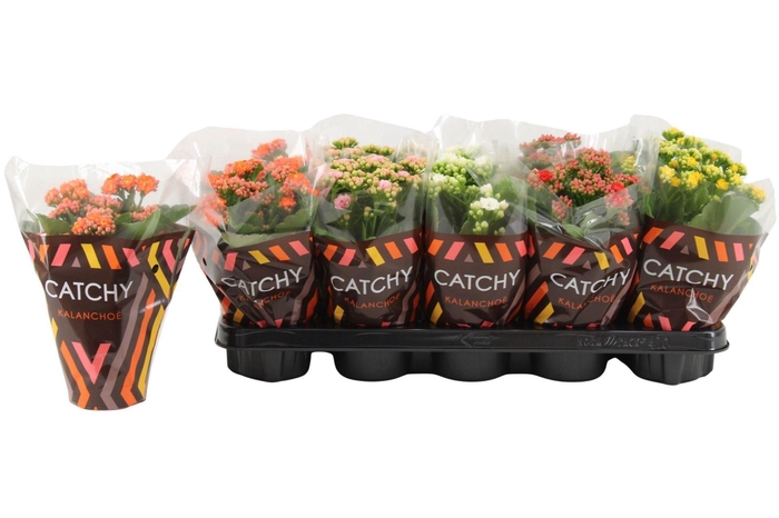 <h4>Kalanchoe</h4>
