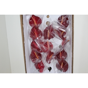 ANTHURIUM SAFARI 9/11 035 CM DIAM MIN 9 CM VERMELHO