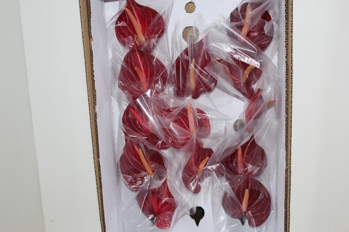 <h4>ANTHURIUM SAFARI 9/11 035 CM DIAM MIN 9 CM VERMELHO</h4>