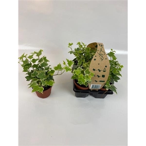 4-Pack Witbont 8,5