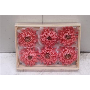 Wax Bol Chrysant Rosa