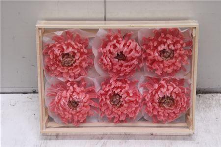 <h4>Wax Bol Chrysant Rosa</h4>